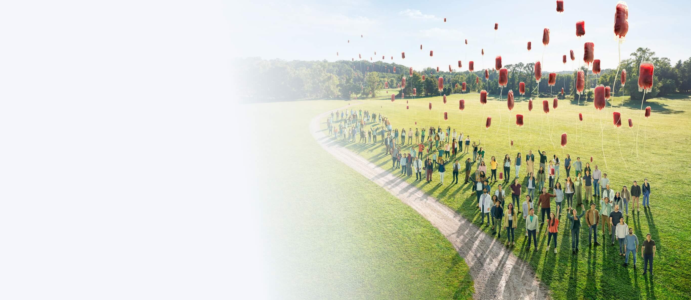 Beta-thalassemia transfusion independence